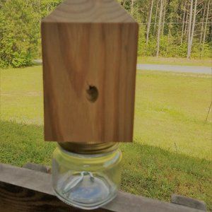 Carpenter/Boring Bee Catcher
